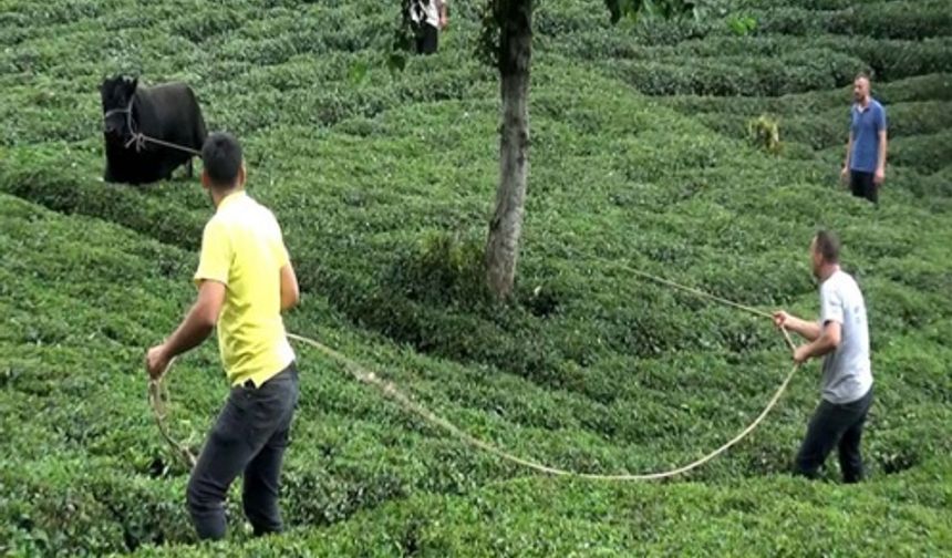 Rize`de Kaçan Kurbanlık Sahibini Yaraladı, Ortalığı Birbirine Kattı