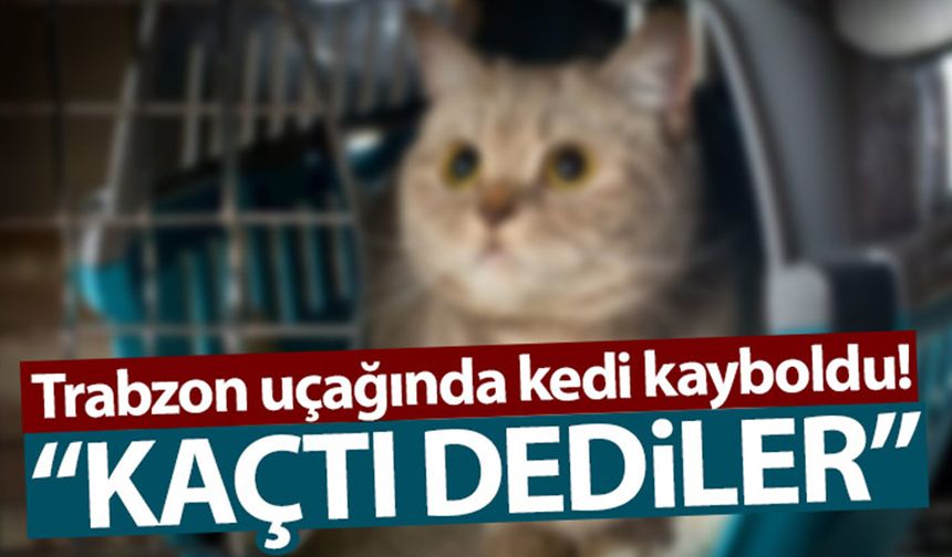 Trabzon uçağında kedi kayboldu!