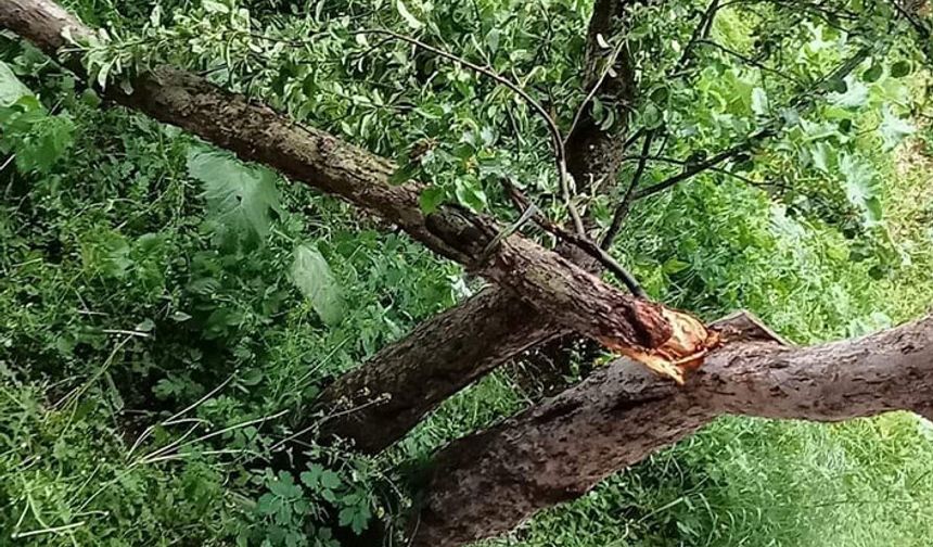 Artvin'de şiddetli rüzgar ağaçların devrilmesine sebep oldu
