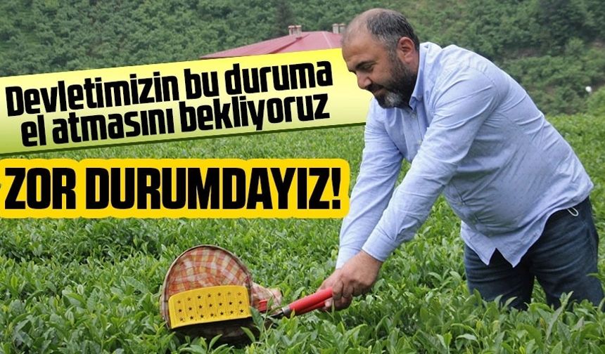 Trabzon'da 2023 çay sezonu için kalite ve piyasa uyarısı!