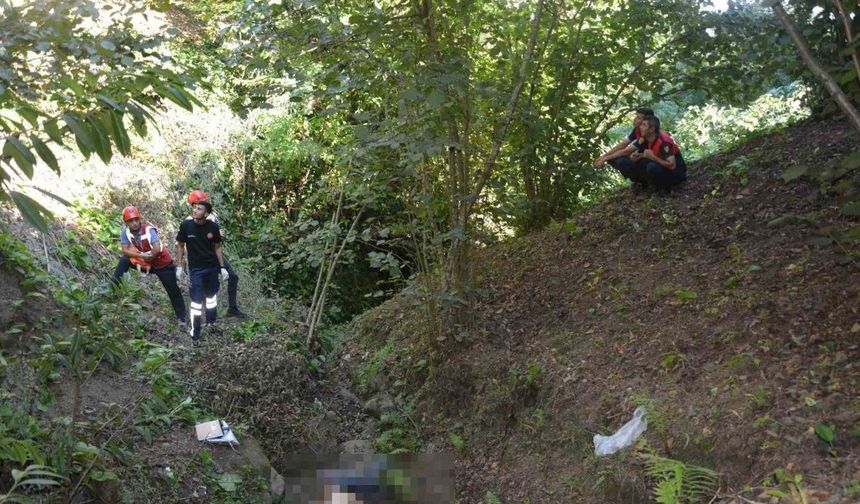 Kökünden kopan incir ağacı yaşlı adamın sonu oldu