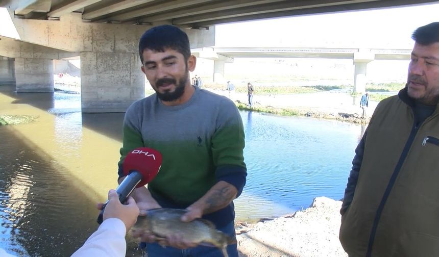 Bursa Ovası'nı besleyen Nilüfer Çayı'nda toplu balık ölümleri