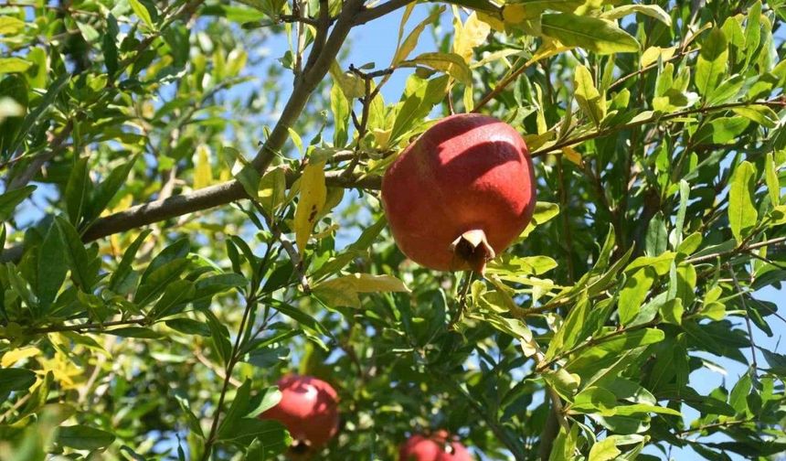 Muğla Nar üretiminde Türkiye ikincisi