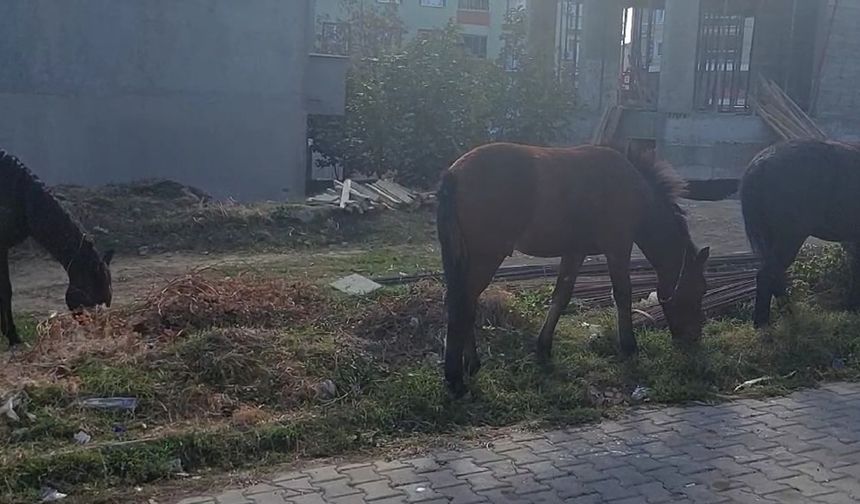 Tekirdağ sokaklarında bu kez başıboş atlar gezintide