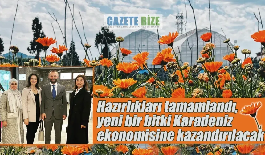 Yeni bir bitki Karadeniz ekonomisine kazandırılacak