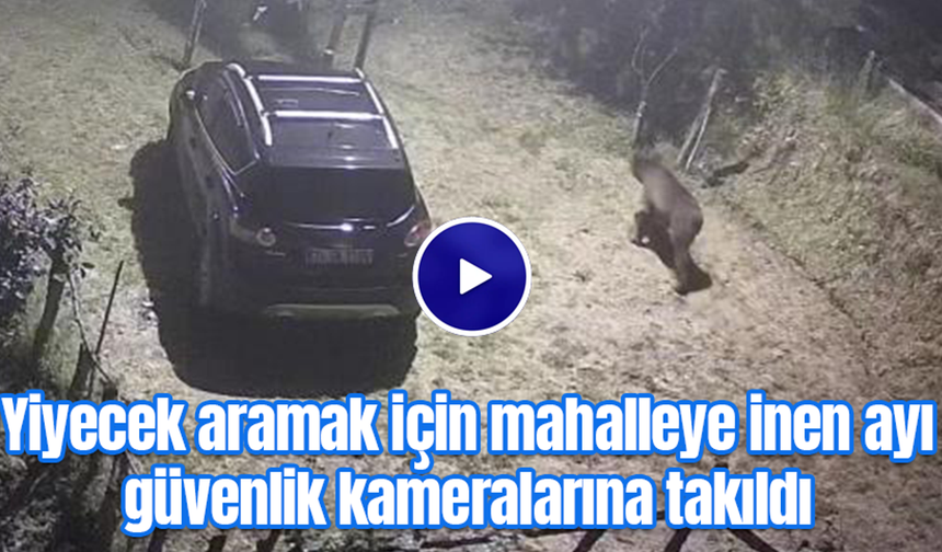 Yiyecek aramak için mahalleye inen ayı güvenlik kameralarına takıldı