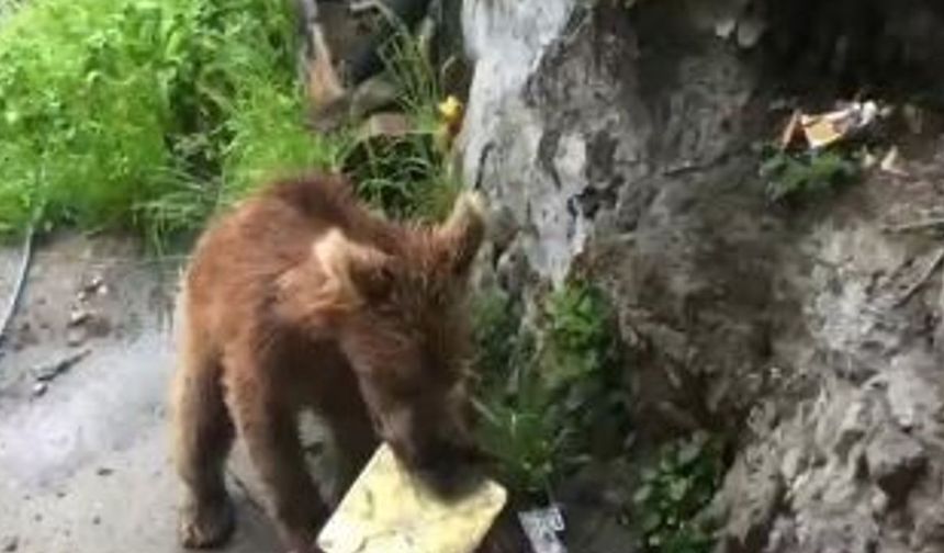 Artvin’de ayı paniği