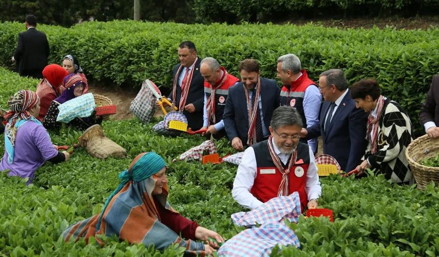 Tarım Bakanı Rize'deydi, çay kotasını açıkladı