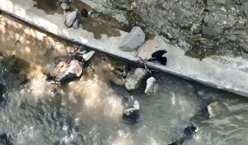 Artvin’de karganın yılana saldırdığı anlar kameraya yansıdı