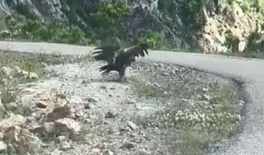 Artvin’de kartal yılan avlarken görüntülendi