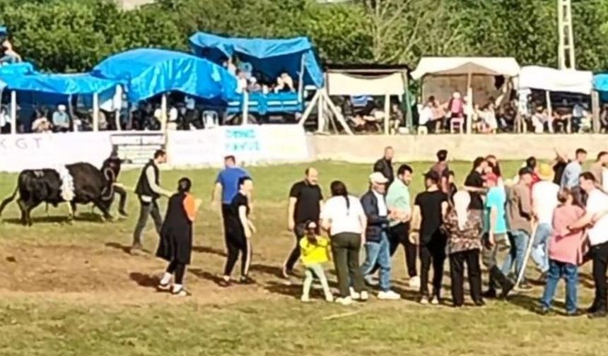 Artvin’de şampiyon boğa sahibini yaraladı