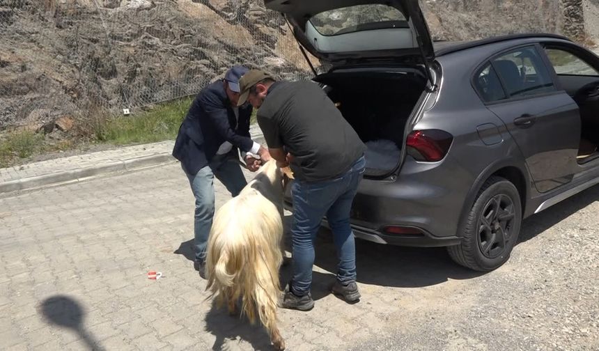 Artvin'de satın aldığı kurbanlık küçükbaşı otomobilinin bagajında taşıdı