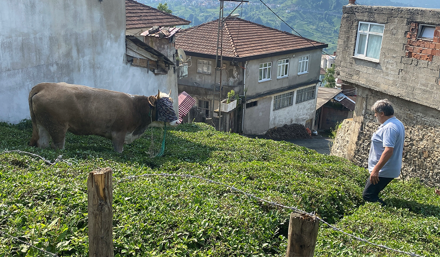 Rize’de kaçan kurbanlık boğa sahiplerine zor anlar yaşattı