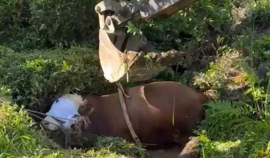 Rize’de bağını kopararak çukura düşen boğa iş makinesi ile çıkarıldı