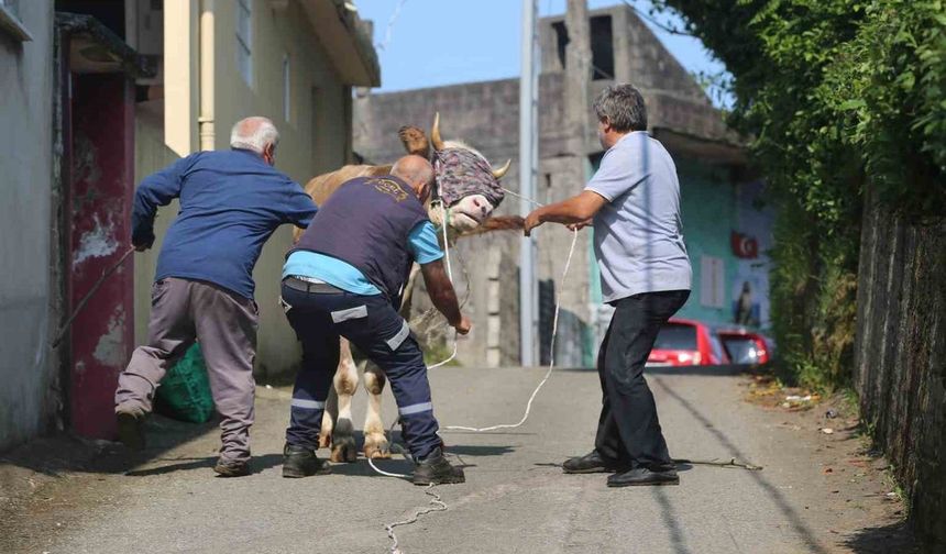 Rize’de kaçan kurbanlık sahiplerini peşinden koşturdu
