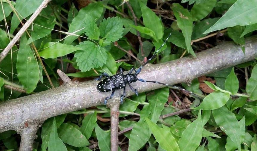 Trabzon’da zararlı böceğe karşı kimyasal mücadele başladı